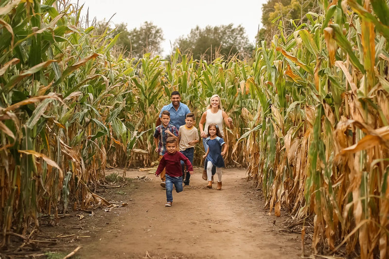 Corn Maze