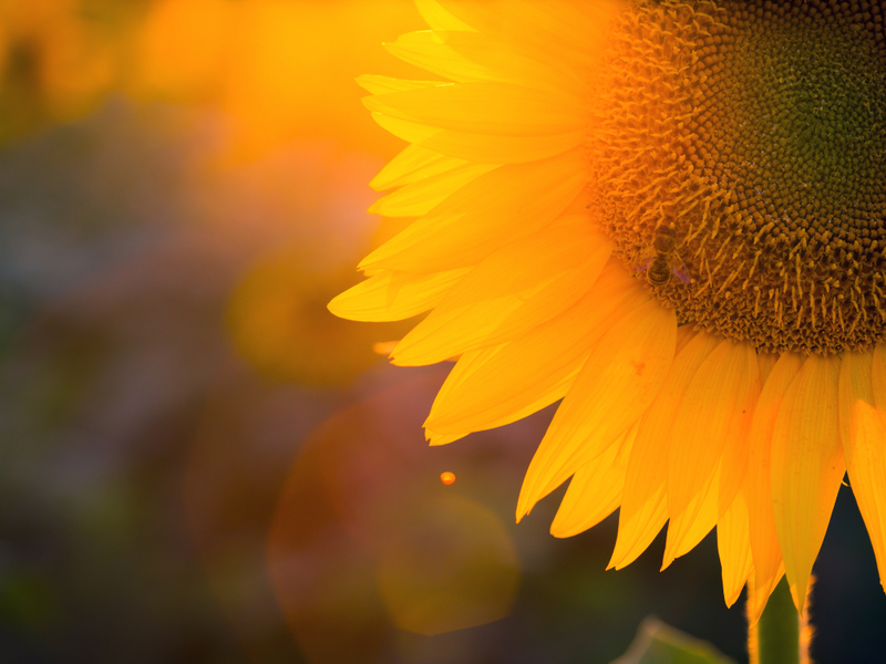 Sunflower Visit Activity Guide