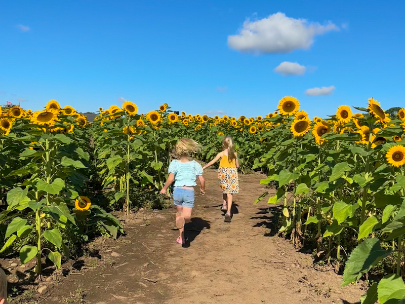 Sunflower Days