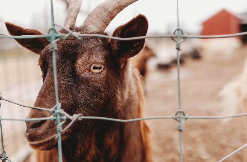 Petting Farm