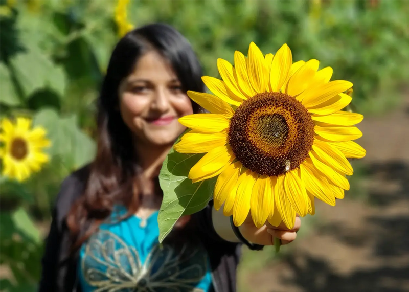 Sunflower Days