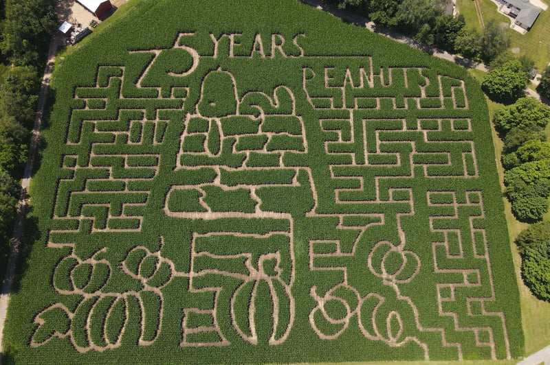 Corn Maze