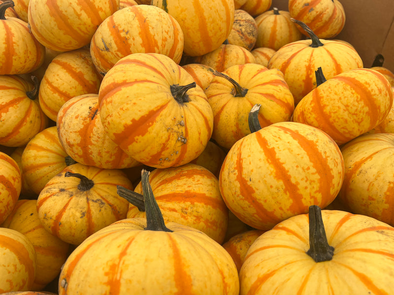 Striped Pumpkin