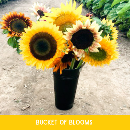 Sunflower Buckets
