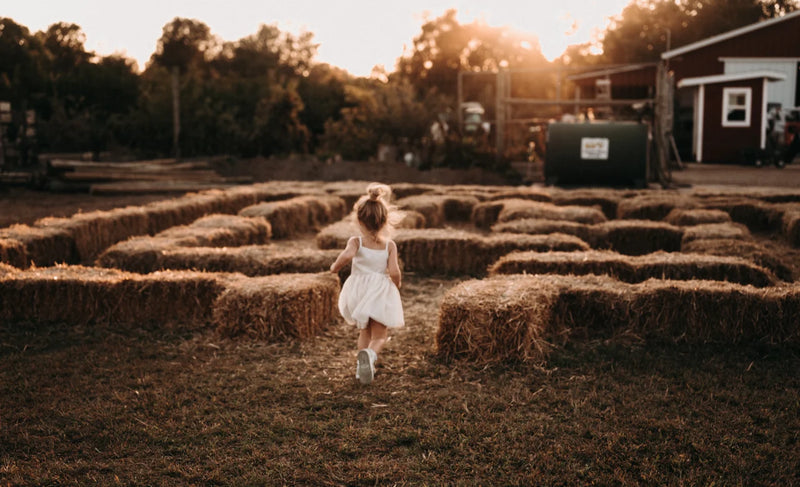 Corn Maze