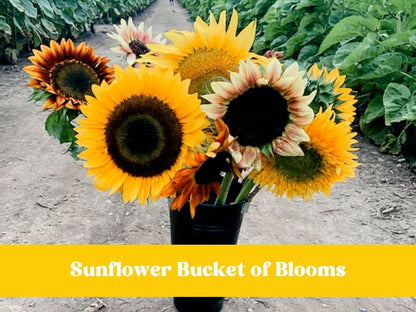 Sunflower Buckets