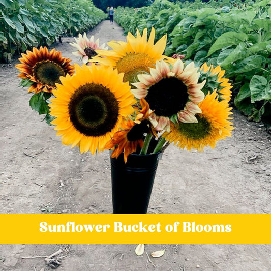 Sunflower Bucket of Blooms